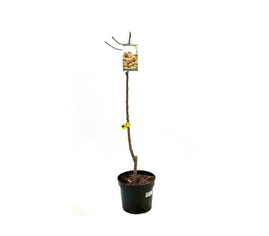 Árbol Frutal Almendro Guara M25 100cm-150cm Para Exterior