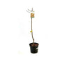 Árbol Frutal Almendro Guara M25 100cm-150cm Para Exterior