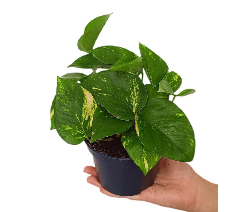 Epipremnum Aureum M12 25cm_0