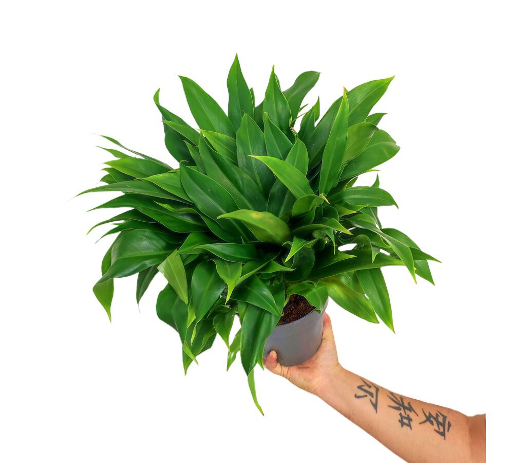 Planta Natural Philodendron Star M17 35cm_0
