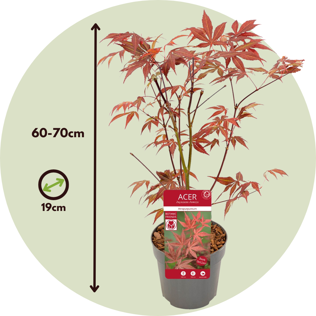 Arce Japonés - Acer Palmatum 'atropurpureum' - Altura 60-70cm - ⌀19cm_2