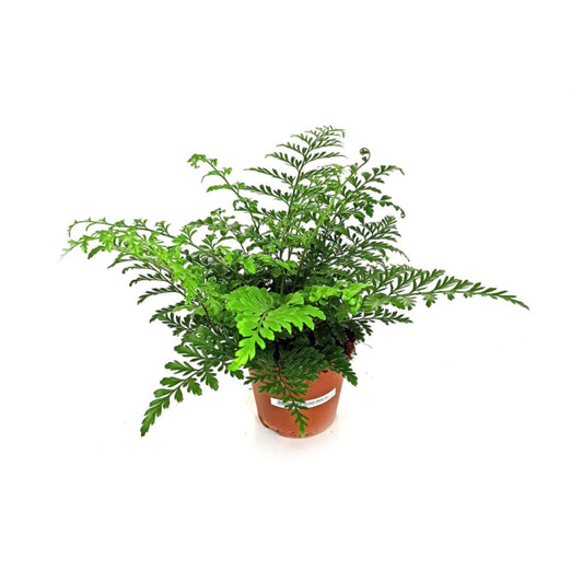 Asplenium Parvati M12 25cm (nido De Ave)_0