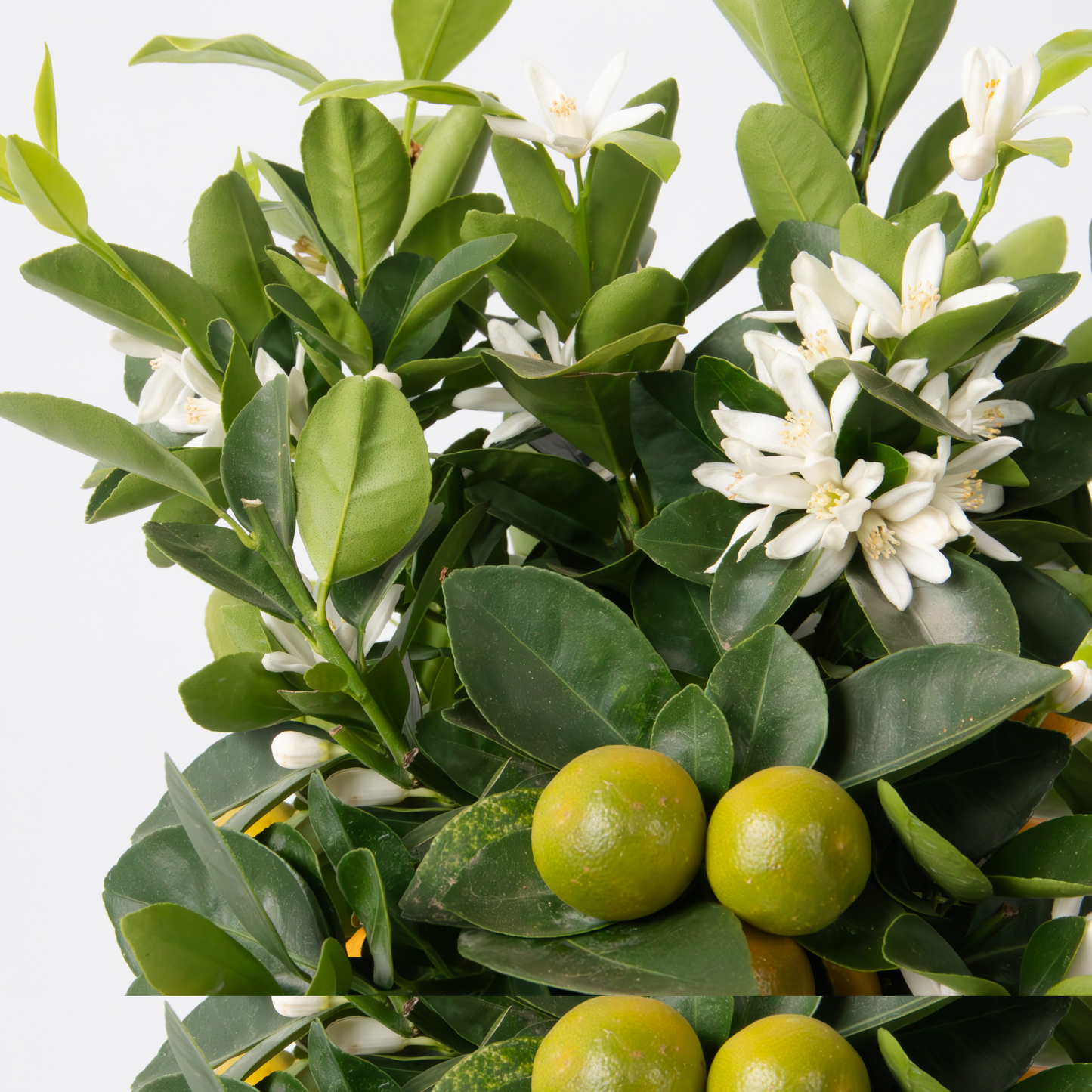 Citrofortunella Microcarpa - Citrus Mitis 'calamondin' - Altura 55-65cm - ⌀19cm