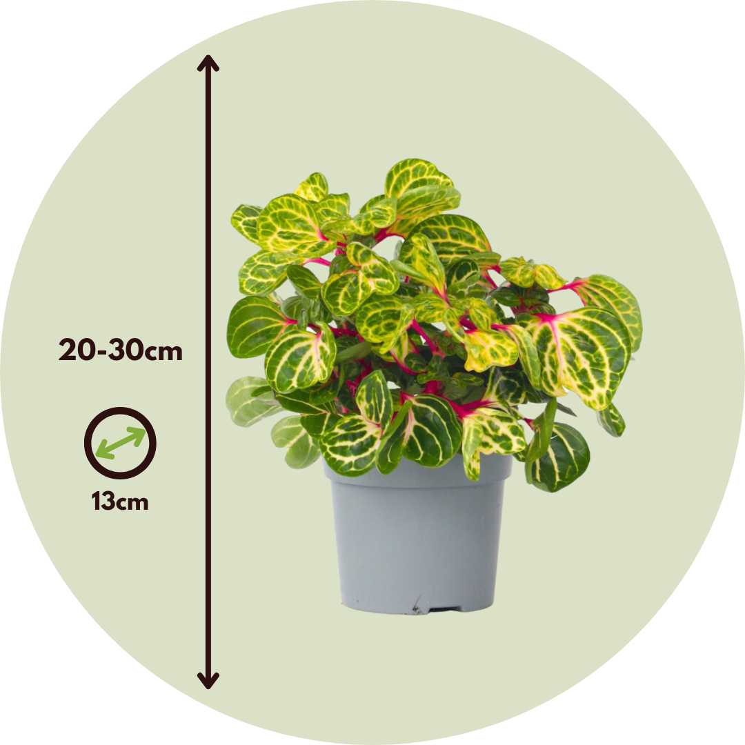 Iresina - 2 Pzs - Iresine Herbstii - Altura 20-30cm - ⌀13cm_2