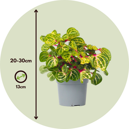Iresina - 2 Pzs - Iresine Herbstii - Altura 20-30cm - ⌀13cm_2