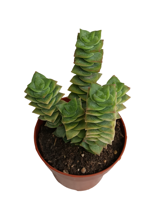 Crassula Perforata Planta Suculenta Colgante Ø8_0