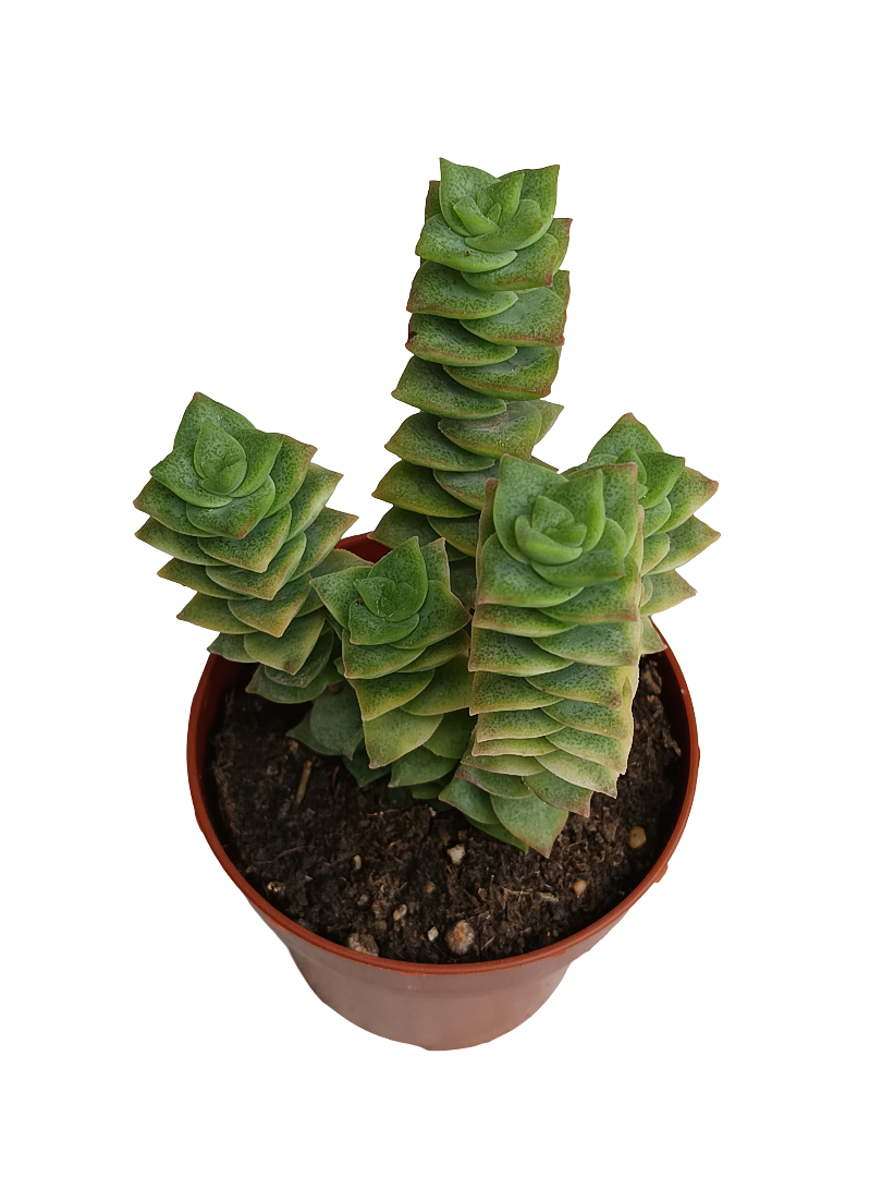 Crassula Perforata Planta Suculenta Colgante Ø8_0