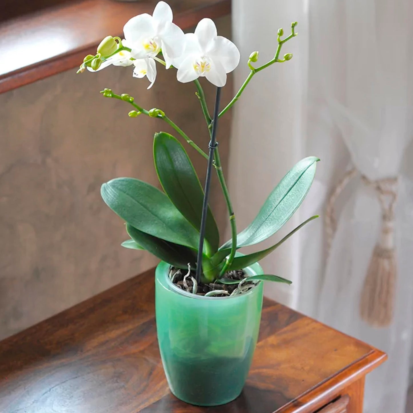 Maceta Coubi Orchid 1,5l., Dimensiones (mm) 132x132x160, Color Verde Transparente_3