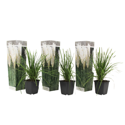 Hierba Da Las Pampas - 3 Pzs - Cortaderia Selloana - Altura 25-40cm - ⌀9cm_0
