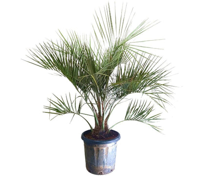 Butia Capitata M37 120-140cm