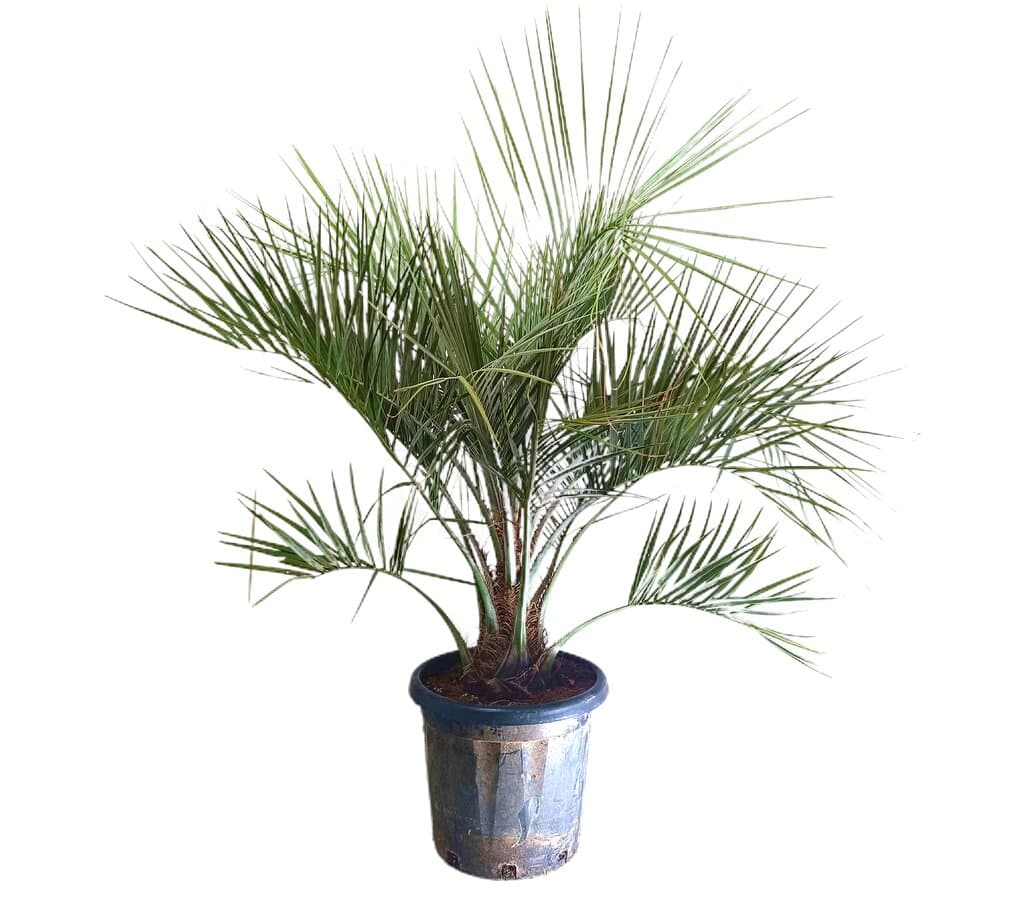 Butia Capitata M37 120-140cm_0