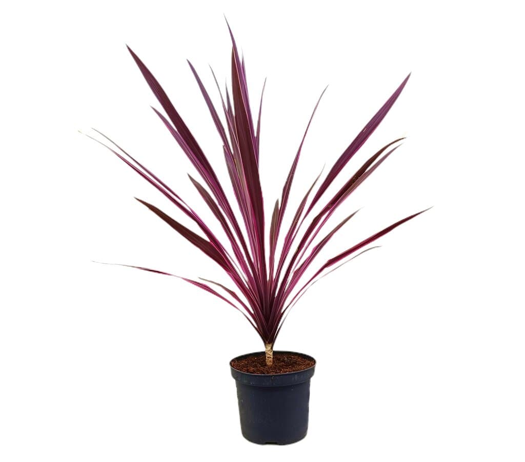 Cordyline Australis M19 80cm_0