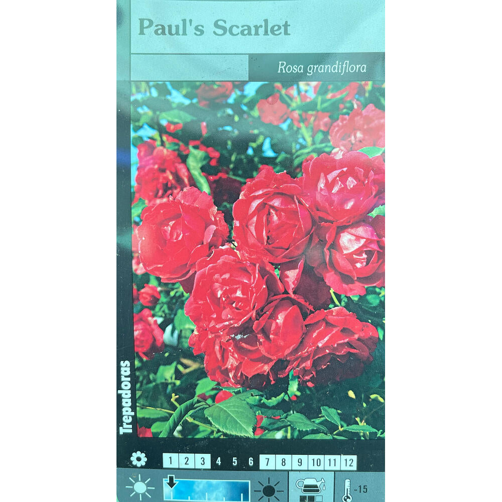 Rosal Trepador Paul's Scarlet M20 180cm (rojo)_0