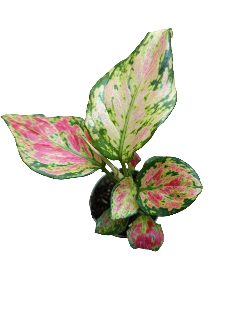 Aglaonema Red Valentine Planta De Interior Ø6