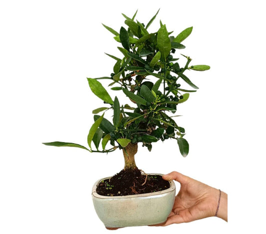 Bonsái Citrus Kinzu 10 Años (naranjo Enano)_0