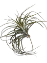 Tillandsia Stricta Planta Clavel Del Aire