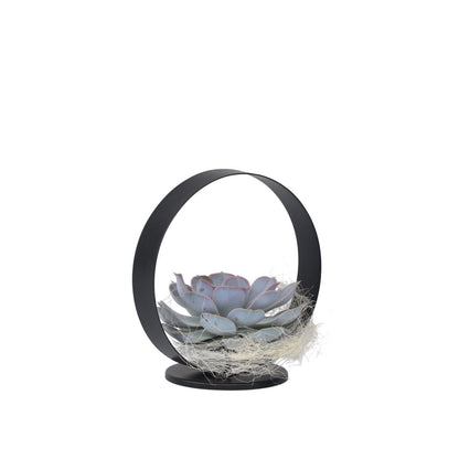 Anillo De Metal Negro Echeveria - Echeveria Lilacina - Altura 20cm_0