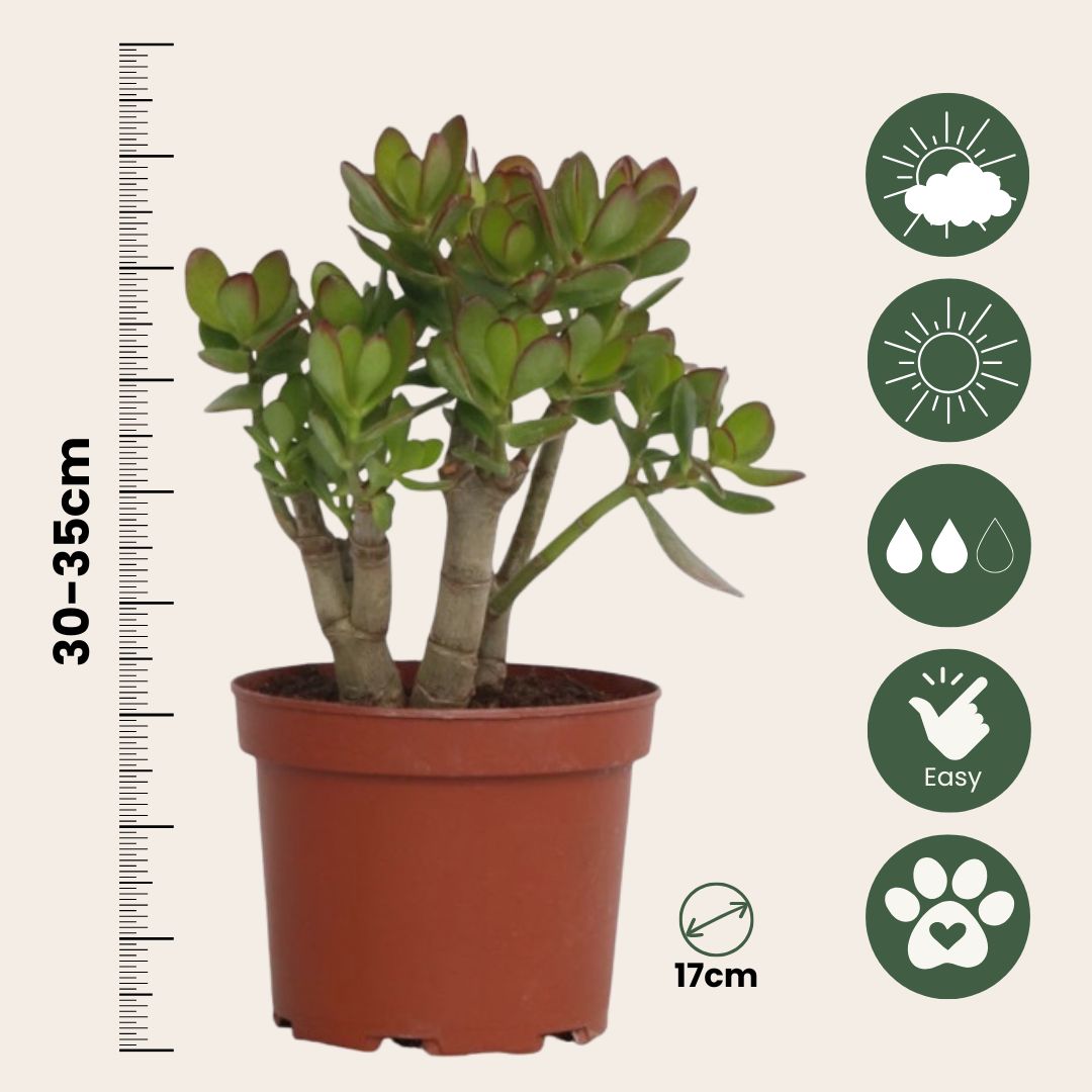 Árbol De Jade - Crassula Ovata 'minor' - Altura 30-35cm - ⌀17cm_2