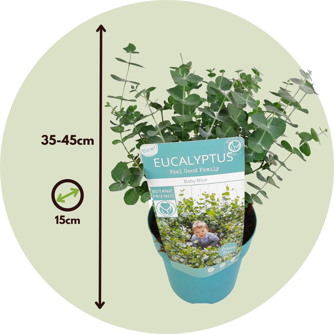 Eucalipto - 2 Pzs - Eucalyptus Pulverulenta 'baby Blue' - Altura 35-45cm - ⌀15cm_2