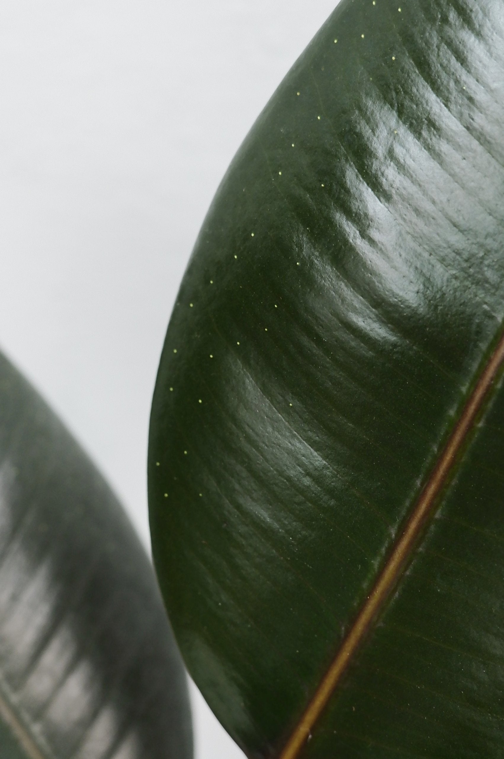 Árbol Del Caucho​ - Ficus Elastica Abidjan_3