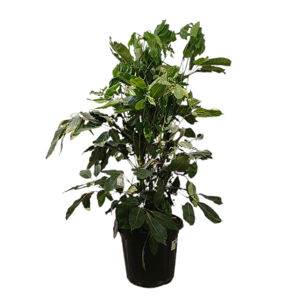 Schefflera Actinophylla M35 130-150cm_0