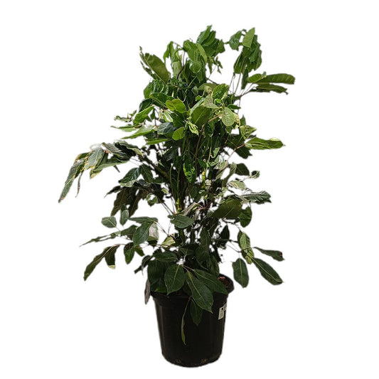 Schefflera Actinophylla M35 130-150cm_0