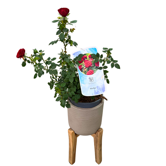 Rosal Mini Rojo M17_0