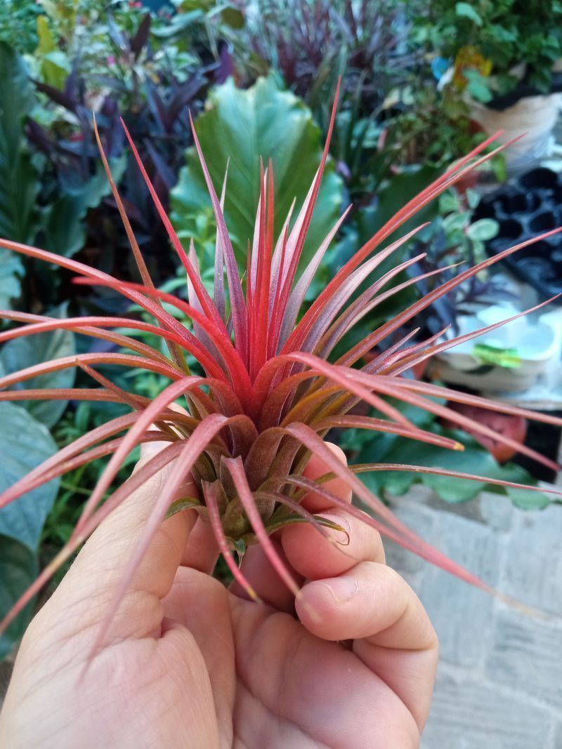 Tillandsia Rainforest Red Planta_0