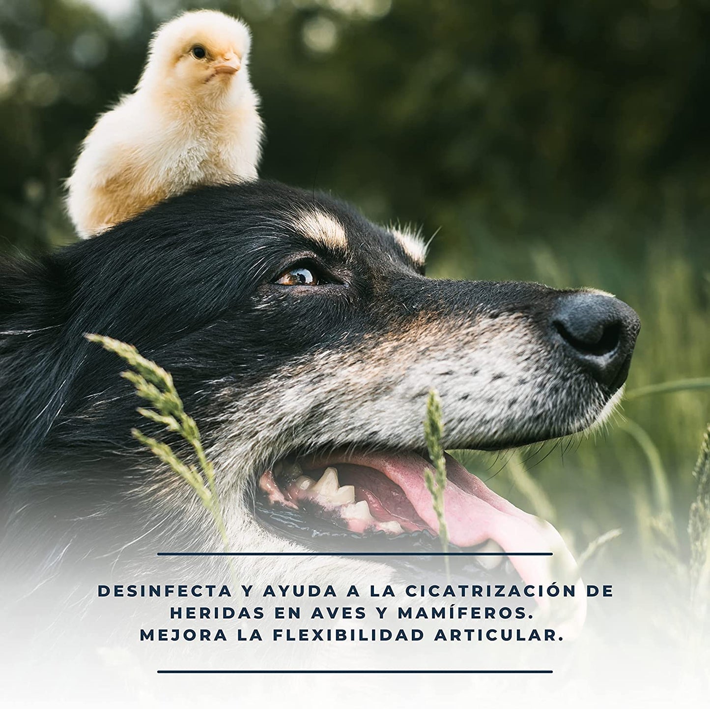 Desinfpomada-Producto 100% Natural Para Las Heridas De Los Animales-Cura Las Heridas De Aves Y Mamíferos-500Ml_2