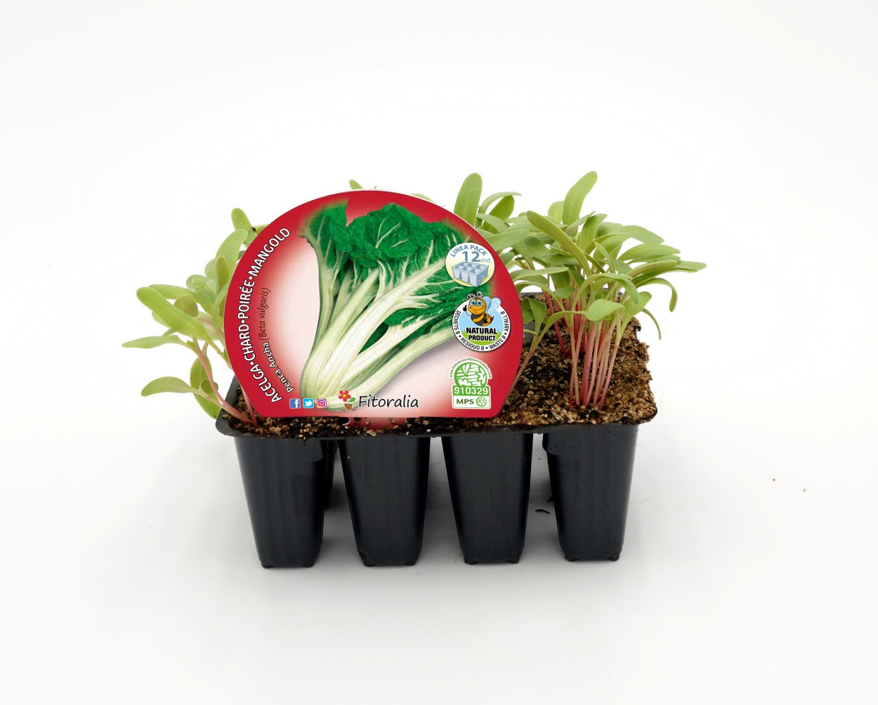 Pack Plantones Acelga Verde Penca Ancha 12 Ud. Natural - Fitoralia