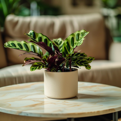 Calathea - 2 Pzs - Goeppertia Insignis - Altura 30-40cm - ⌀12cm_4
