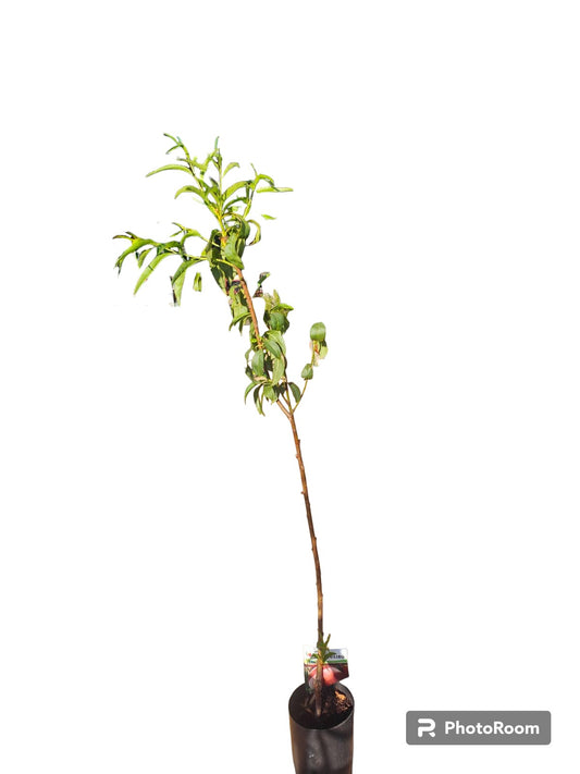 Nectarina Maceta_0