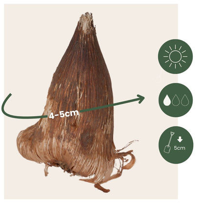 Fresia - 40 Pzs - Freesia Mix - Bulbos De Flores