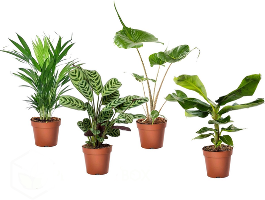 Plantas De Interior Tropicales - 4 Pzs - Tropical Mix - Altura 25-40cm - ⌀12cm_0
