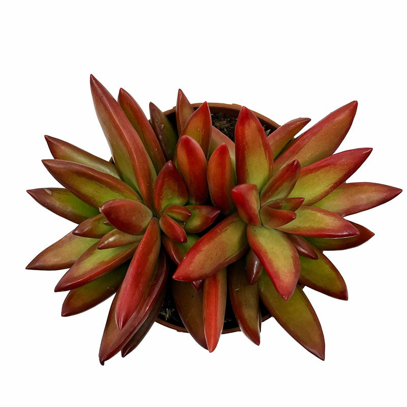 Sedum Adolphii Firestorm Cactus Y Suculentas M8,5 cm Ø_1