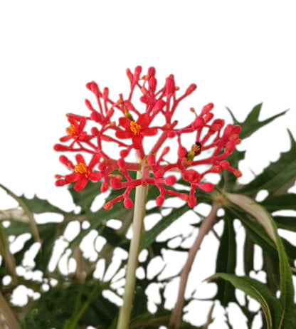 Jatropha Multifida M30 60-80cm_1