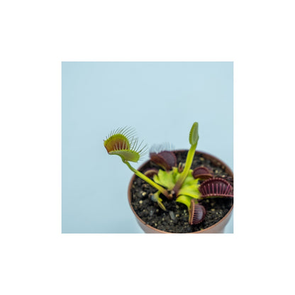 Jardinera con Dionaeas Pack plantas carnívoras