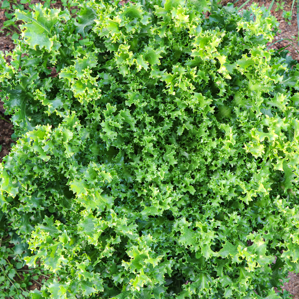 Plantón Escarola Rizada - PlantaBo_1