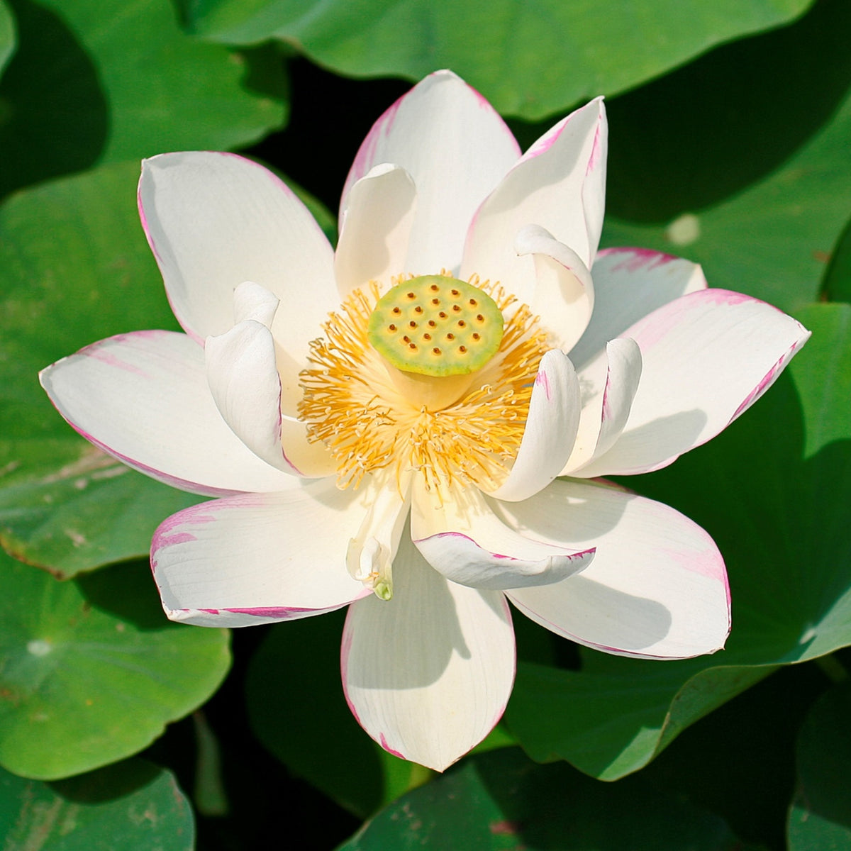 Loto Blanco - Nelumbo Nucifera - Set De 2 Con Cesta_2