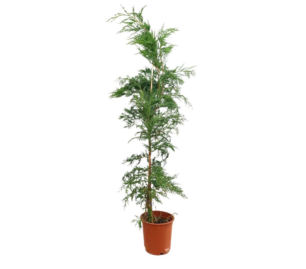 Cupressus Leylandii M20 150cm_0