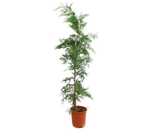 Cupressus Leylandii M20 150cm_0