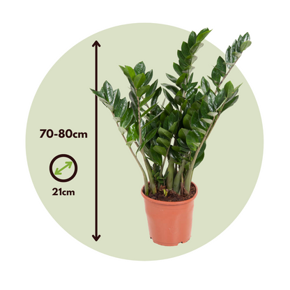 Zamioculca - Zamioculcas Emerald - Altura 70-80cm - ⌀21cm_2