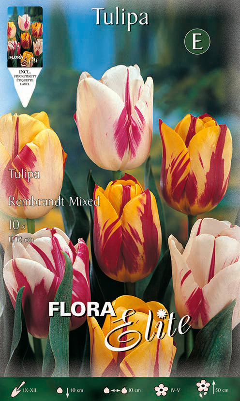 Bulbos Tulipán Rembrandt mezcla 10 uds