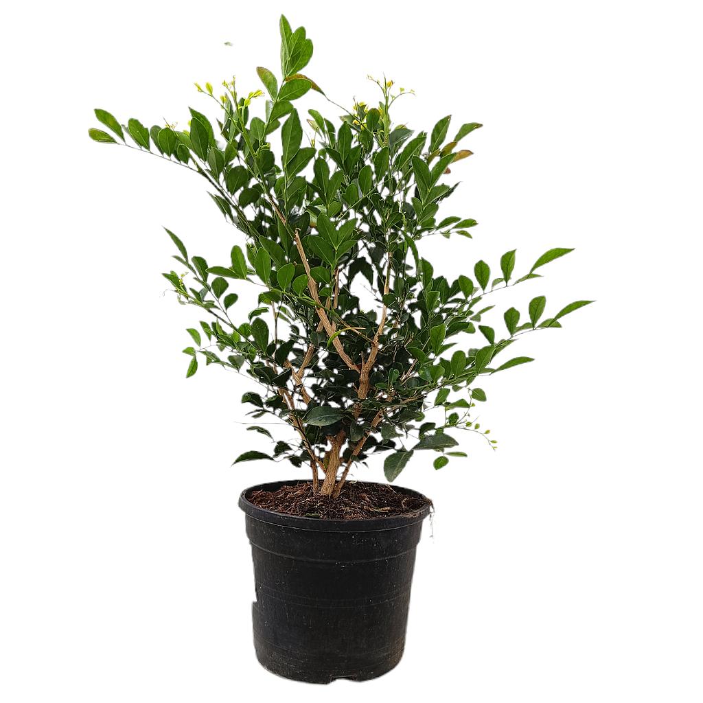 Murraya Paniculata M19 50cm_0