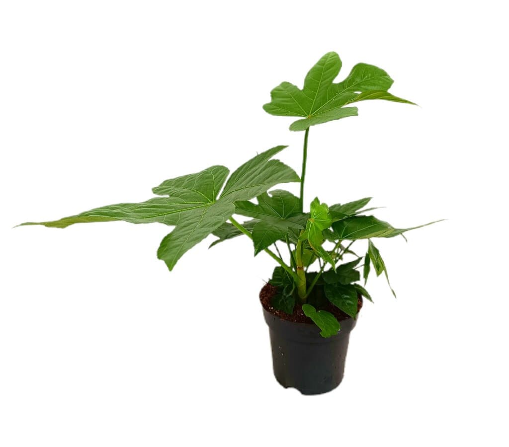 Fatsia Japonica M14 35cm_0