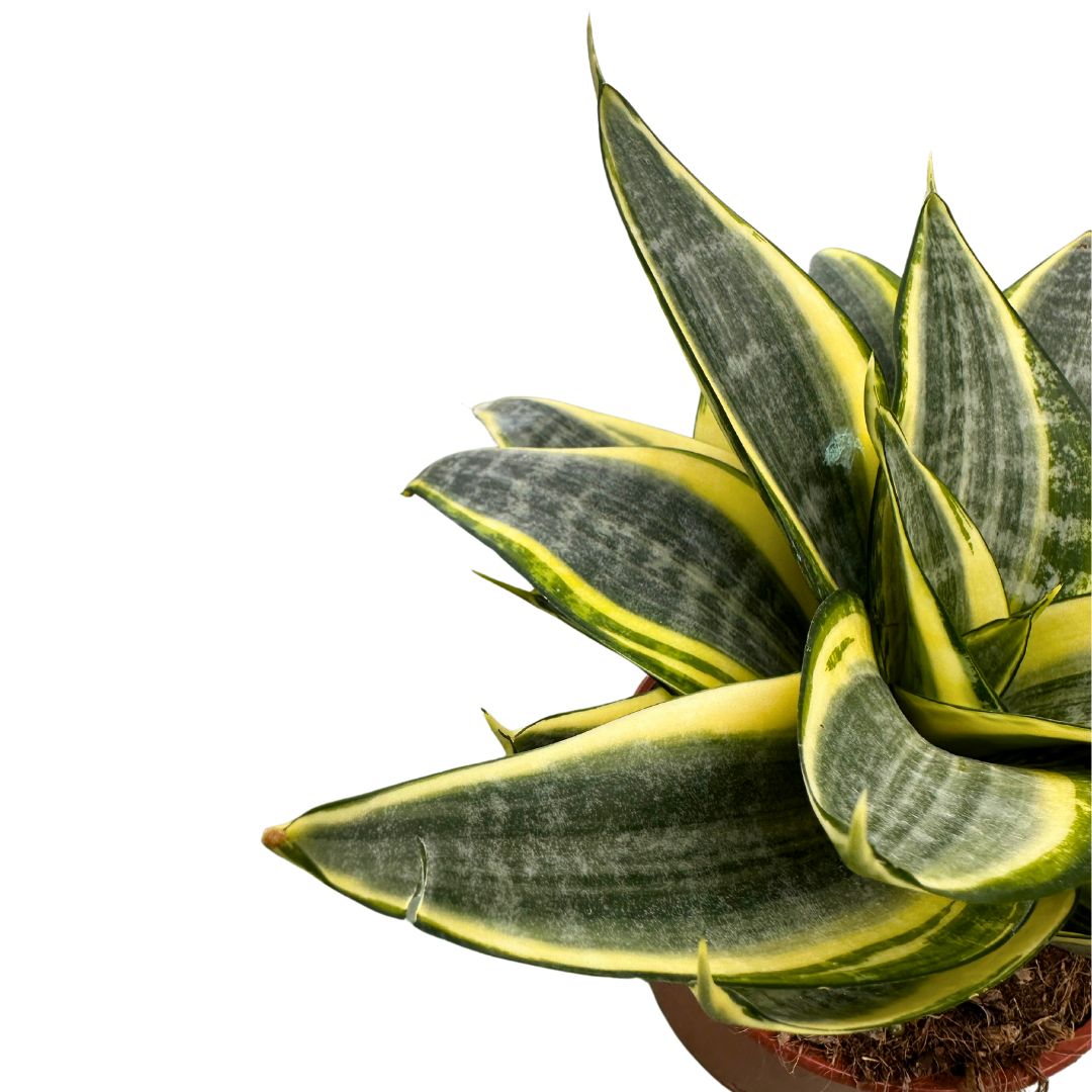 Mini Sansevieria Laurentii Lengua De Suegra M9