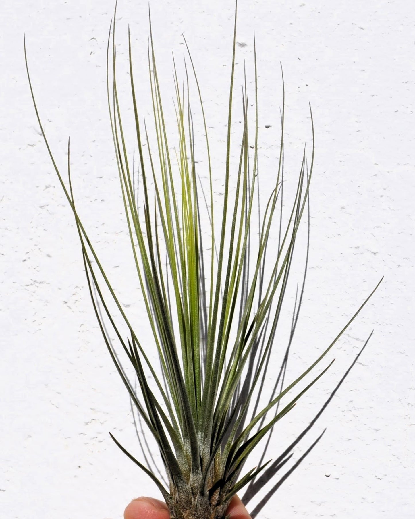 Tillandsia juncifolia; tillandsia de hojas de junco, planta del aire; Curiosarium; altura 20-25 cm, diámetro 10-15 cm_3