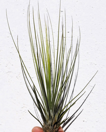 Tillandsia juncifolia; tillandsia de hojas de junco, planta del aire; Curiosarium; altura 20-25 cm, diámetro 10-15 cm_3