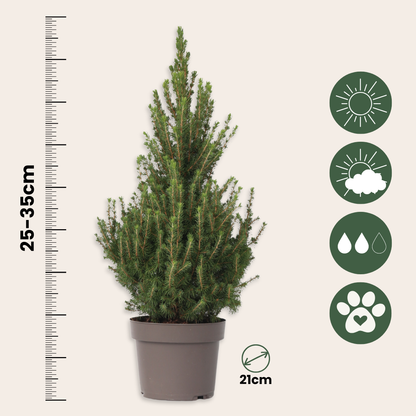 Abeto Blanco - Picea Glauca Conica 'december' - Altura 55cm - ⌀21cm_2