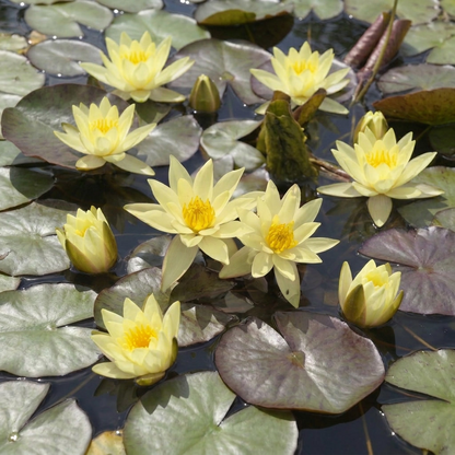 Nenúfar Enano Amarillo - Planta Acuática - Incl. Cesta, Sustrato, Arcilla, Grava_2